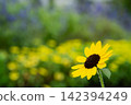 Bright yellow sunflowers blooming against a backdrop of green bokeh. 142394249