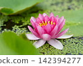 Vibrant pink water lilies blooming on the water's surface 142394277