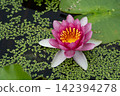 Pink water lilies blooming amidst duckweed 142394278