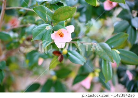可愛的小山茶花 可愛的小山茶花 142394286