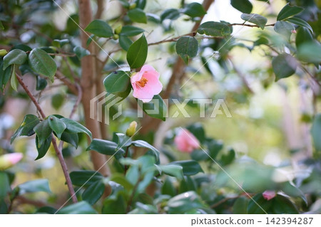 可愛的小山茶花 可愛的小山茶花 142394287