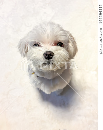 A Maltese dog looking up and pleading for attention. A Maltese dog looking up and pleading for attention. 142394315