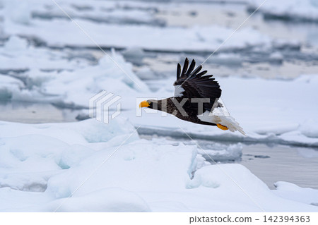 Great eagle flying above the ice floe Great eagle flying above the ice floe 142394363