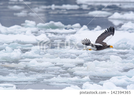 Great eagle flying above the ice floe Great eagle flying above the ice floe 142394365