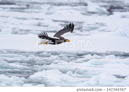 Great eagle flying above the ice floe Great eagle flying above the ice floe 142394367