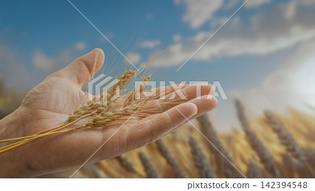Hand Holding Golden Wheat Ears. Hand Holding Golden Wheat Ears. 142394548