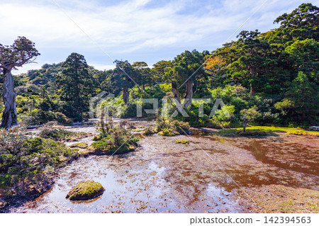 Yakushima World Natural Heritage Site: Kohana-no-e River High-altitude Wetland (Spring) Yakushima World Natural Heritage Site: Kohana-no-e River High-altitude Wetland (Spring) 142394563
