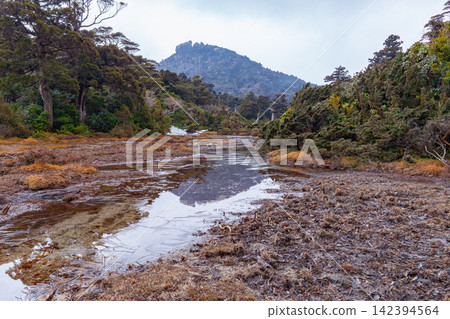 Yakushima World Natural Heritage Site: Kohana-no-e River High-altitude Wetland (Spring) Yakushima World Natural Heritage Site: Kohana-no-e River High-altitude Wetland (Spring) 142394564