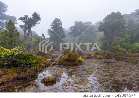 屋久島世界自然遺產:小花之江高海拔濕地(春季) 屋久島世界自然遺產:小花之江高海拔濕地(春季) 142394574