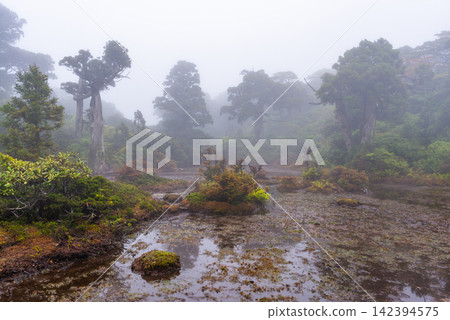 屋久島世界自然遺產:小花之江高海拔濕地(春季) 屋久島世界自然遺產:小花之江高海拔濕地(春季) 142394575
