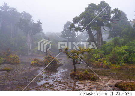 屋久島世界自然遺產：小花之江高海拔濕地（春季） 142394576