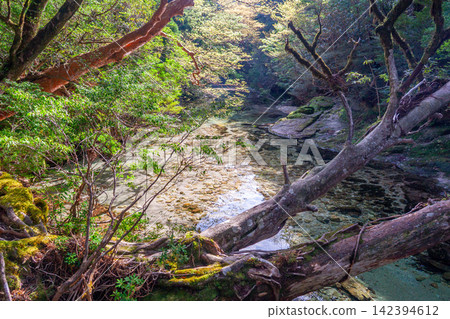 屋久島世界自然遺產,淀川谷(春) 屋久島世界自然遺產,淀川谷(春) 142394612