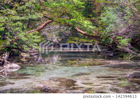 屋久島世界自然遺產,淀川谷(春) 屋久島世界自然遺產,淀川谷(春) 142394613