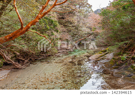 屋久島世界自然遺產，淀川谷（春） 142394615