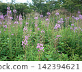 Cleome's purple flowers 142394621