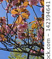 Yaezakura that shines in the blue sky 142394641