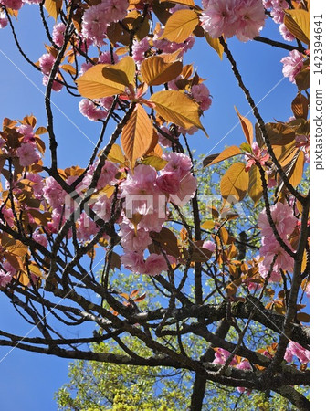Yaezakura that shines in the blue sky Yaezakura that shines in the blue sky 142394641