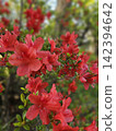 Red azalea 142394642