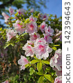 Pink azalea 142394643
