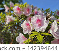 Azaleas in full bloom against the blue sky 142394644