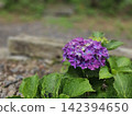 Hydrangea wet in the rain 142394650