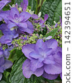 light purple hydrangea flower 142394651