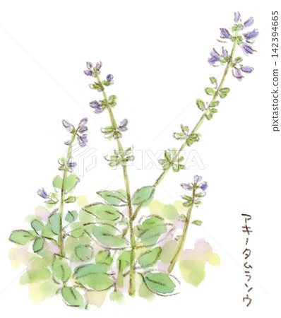 一幅水彩插圖,描繪的是日本鼠尾草(秋季田村草),一種從夏季到秋季開花的紫色植物。 一幅水彩插圖,描繪的是日本鼠尾草(秋季田村草),一種從夏季到秋季開花的紫色植物。 142394665