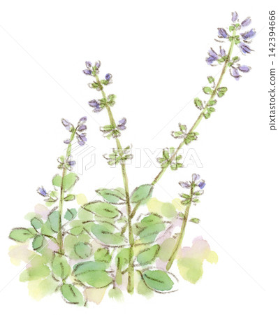 一幅水彩插圖,描繪的是日本鼠尾草(秋季田村草),一種從夏季到秋季開花的紫色植物。 一幅水彩插圖,描繪的是日本鼠尾草(秋季田村草),一種從夏季到秋季開花的紫色植物。 142394666