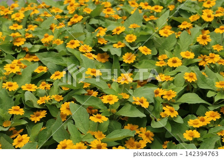覆蓋在花壇上的金盞菊 142394763