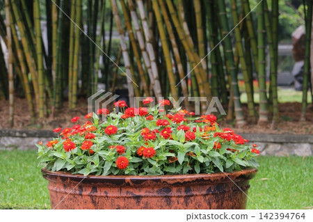 鮮豔的紅色百日菊 142394764