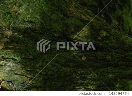 A close-up of beautiful moss covering a fallen tree in a vibrant green in a deep forest. A close-up of beautiful moss covering a fallen tree in a vibrant green in a deep forest. 142394774