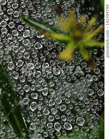 利用蜘蛛網上規律排列的透明水滴和柔和的綠色散景的天然材料。 利用蜘蛛網上規律排列的透明水滴和柔和的綠色散景的天然材料。 142394799