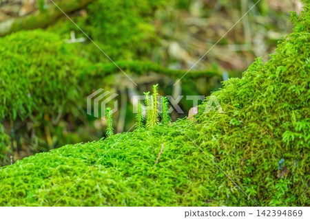 A macro photograph of vibrant moss and tiny sprouts growing on a fallen tree in a primeval forest, showcasing the vitality of nature and serving as a background image for ecology. A macro photograph of vibrant moss and tiny sprouts growing on a fallen tree in a primeval forest, showcasing the vitality of nature and serving as a background image for ecology. 142394869
