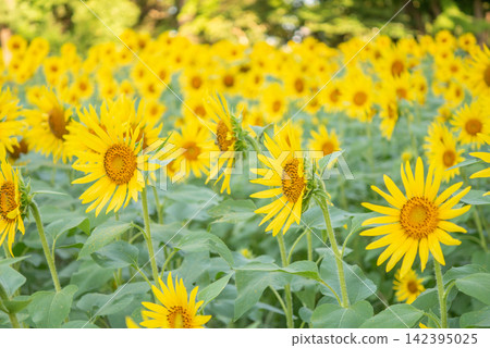 A scene of yellow sunflowers in bloom [Summer] 142395025