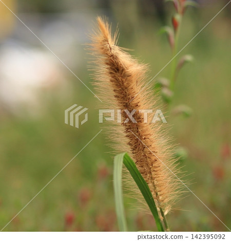 Close-Up of Brown Foxtail Grass with Soft Green Background Close-Up of Brown Foxtail Grass with Soft Green Background 142395092