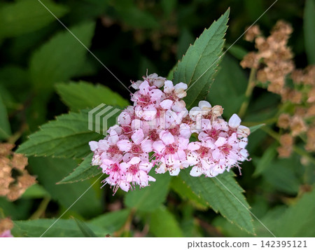 繡線菊,開著簇淡粉色的花。 繡線菊,開著簇淡粉色的花。 142395121