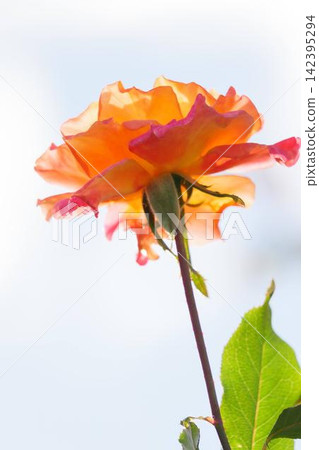 橙色玫瑰花 橙色玫瑰花 142395294