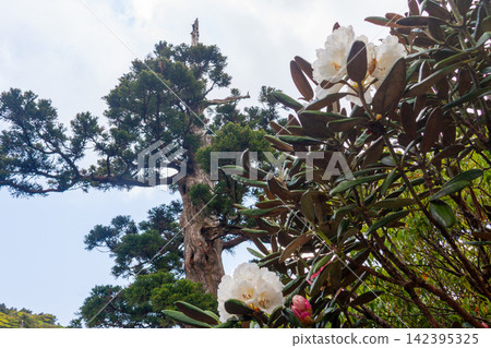 Yakushima World Natural Heritage Site: Yakushima Rhododendron (Summer) Yakushima World Natural Heritage Site: Yakushima Rhododendron (Summer) 142395325