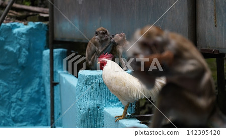Rooster and Monkeys in Natural Habitat Rooster and Monkeys in Natural Habitat 142395420