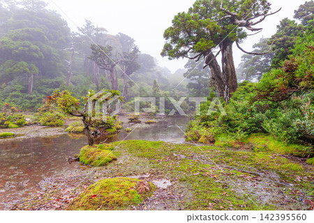 屋久島世界自然遺產:小花之江高架濕地(夏季) 屋久島世界自然遺產:小花之江高架濕地(夏季) 142395560