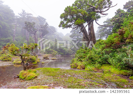 屋久島世界自然遺產:小花之江高架濕地(夏季) 屋久島世界自然遺產:小花之江高架濕地(夏季) 142395561