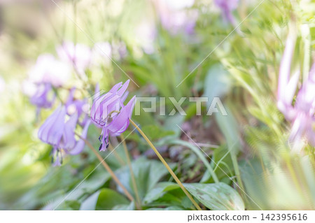 Erythronium flowers growing on the hillside behind the former Morino Medicinal Herb Garden and Factory, located in the townscape of Uda Matsuyama, Uda City, Nara Prefecture. 142395616