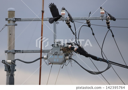 Crow nests around transformers on utility poles Crow nests around transformers on utility poles 142395764