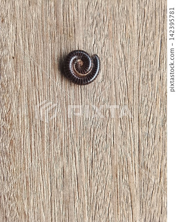 Curled Millipede on Rustic Wooden Background - Macro Close Up Curled Millipede on Rustic Wooden Background - Macro Close Up 142395781