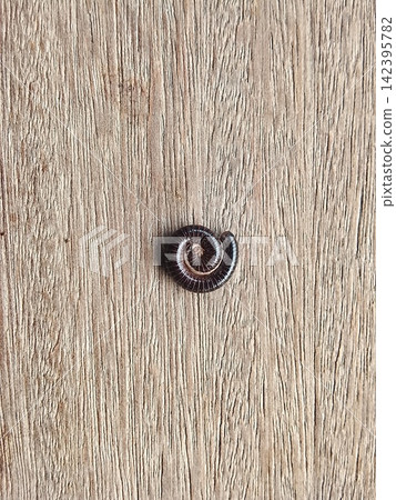 Curled Millipede on Rustic Wooden Background - Macro Close Up Curled Millipede on Rustic Wooden Background - Macro Close Up 142395782