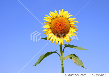 sunflower sunflower 142395843