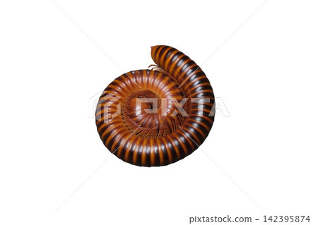 Millipede or millepede animal rolled to a circle isolated on white background with clipping path Millipede or millepede animal rolled to a circle isolated on white background with clipping path 142395874