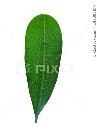Plumeria or frangipani leaf Plumeria or frangipani leaf 142395877