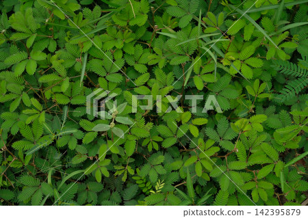 The Mimosa pudica is commonly known as the sensitive plant The Mimosa pudica is commonly known as the sensitive plant 142395879