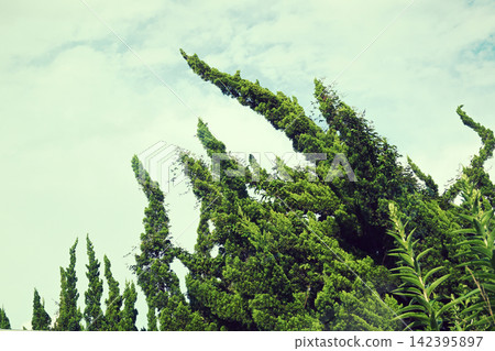 Kaizukaibuki 樹和藍天 Kaizukaibuki 樹和藍天 142395897
